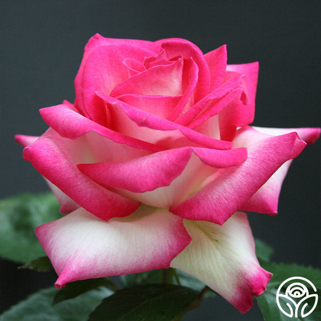  Lynn Anderson