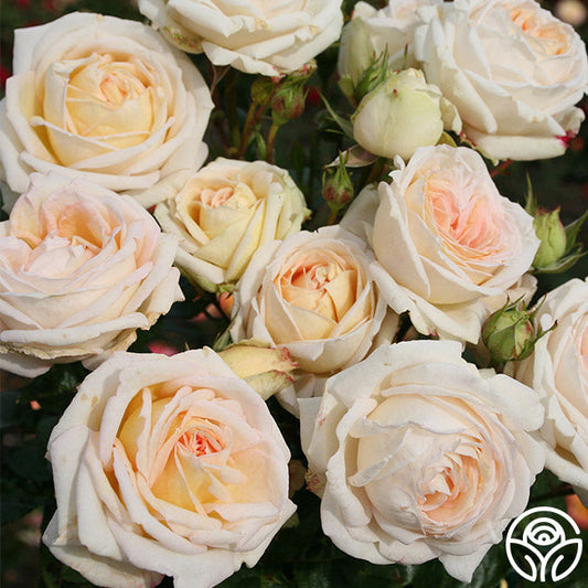 Parfuma® Madame Anisette™