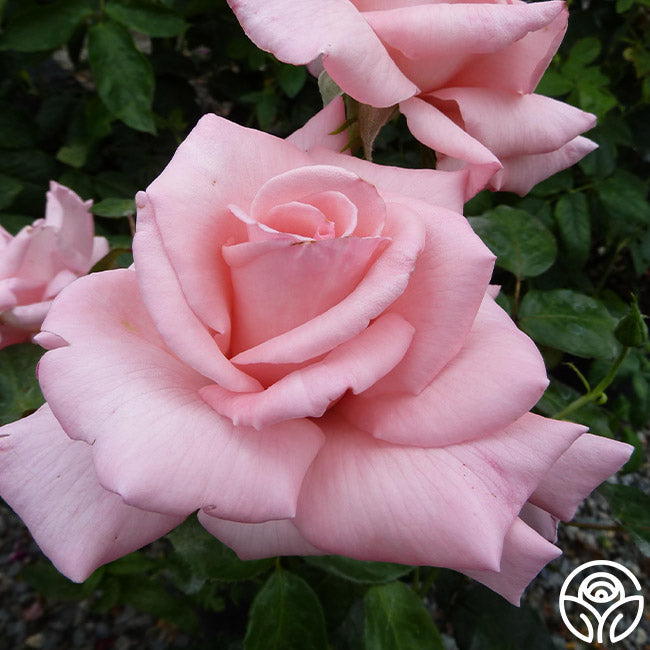  Marylou Whitney