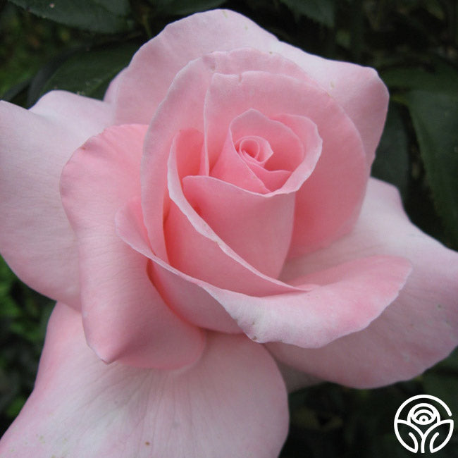  Marylou Whitney
