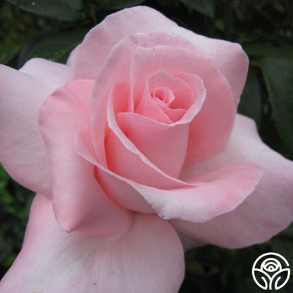  Marylou Whitney