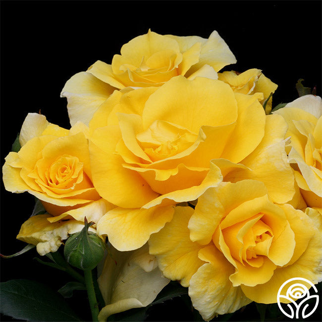  Midas Touch™