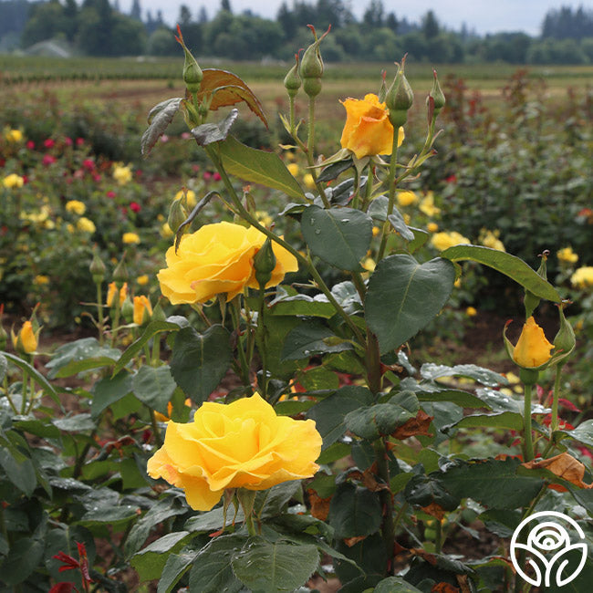  Midas Touch™