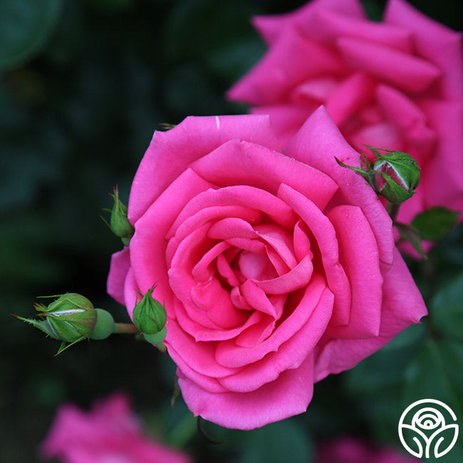  Morning Jewel®