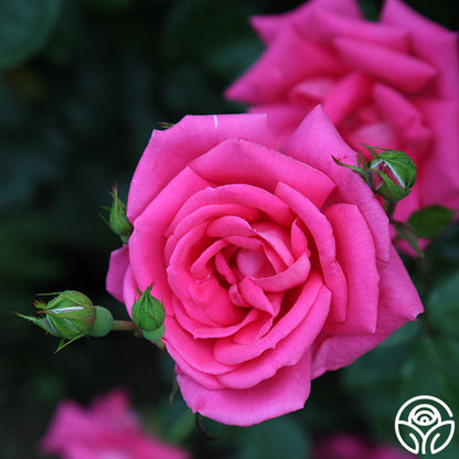  Morning Jewel®