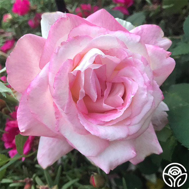  My Caroline™
