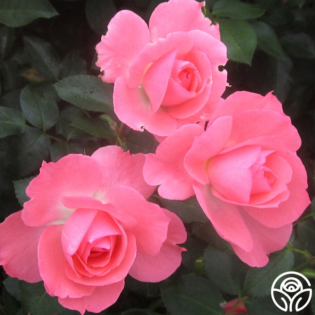  Passionate Kisses®