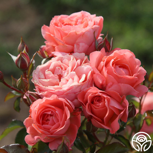  Pink Abundance™