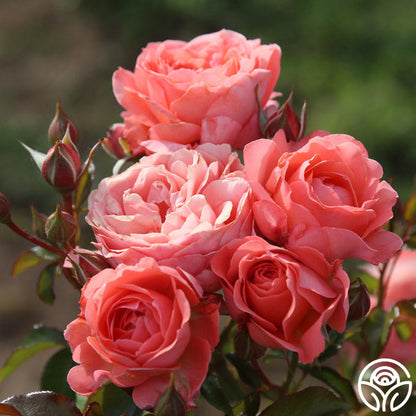  Pink Abundance™