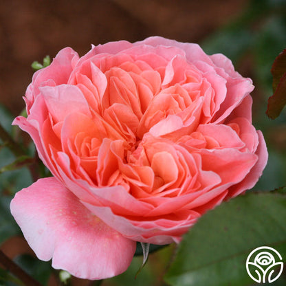  Pink Abundance™