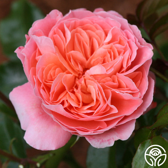  Pink Abundance™