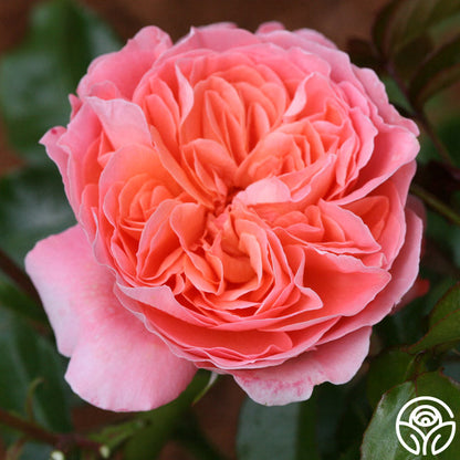  Pink Abundance™