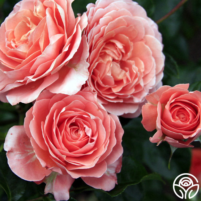  Pink Abundance™