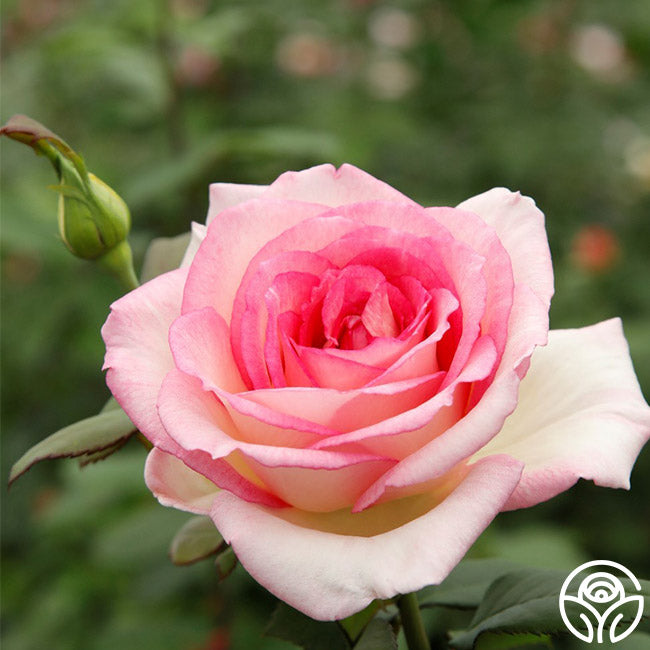  Eleganza® Pink Enchantment®