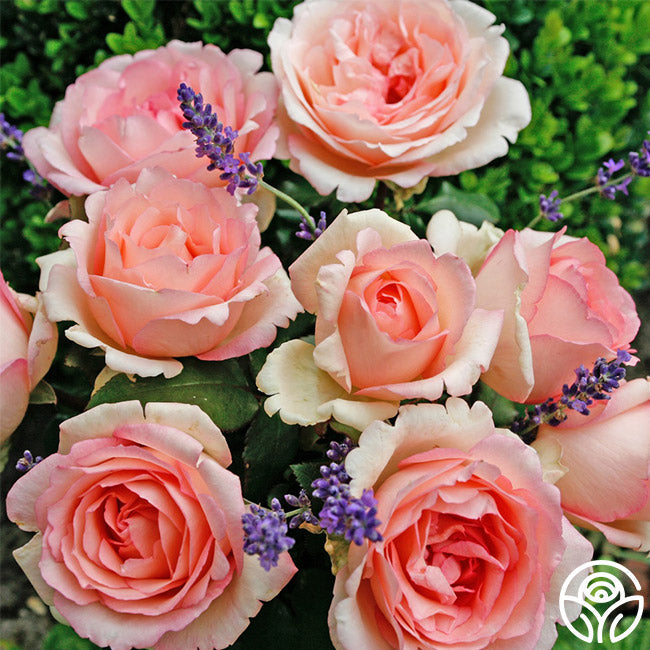  Eleganza® Pink Enchantment®