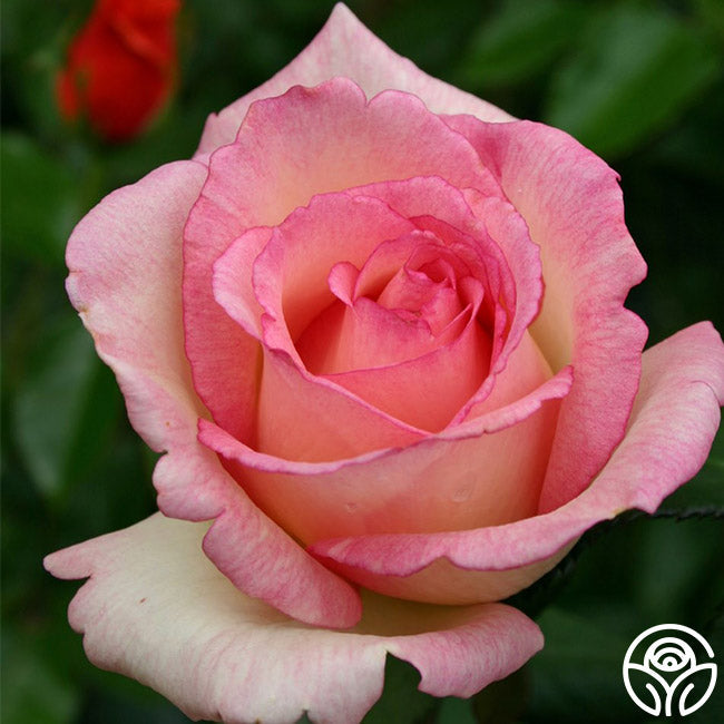  Eleganza® Pink Enchantment®