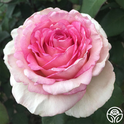  Eleganza® Pink Enchantment®