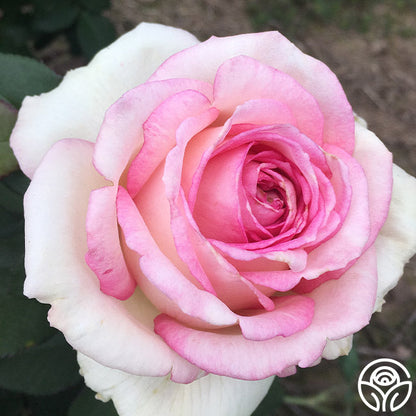  Eleganza® Pink Enchantment®