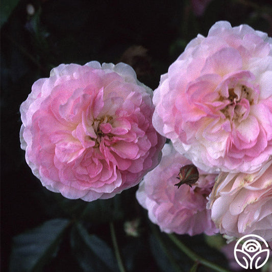  Pink Prosperity