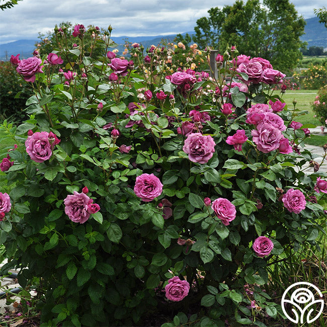  Sunbelt® Plum Perfect