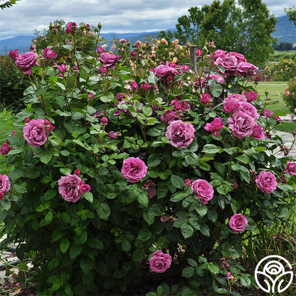  Sunbelt® Plum Perfect