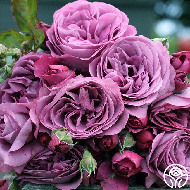  Sunbelt® Plum Perfect