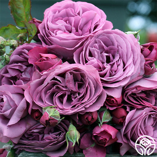 Sunbelt® Plum Perfect