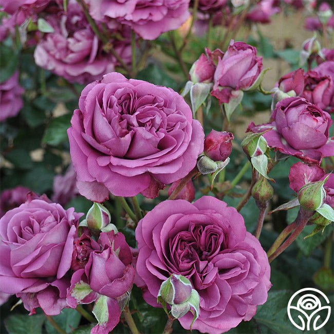  Sunbelt® Plum Perfect