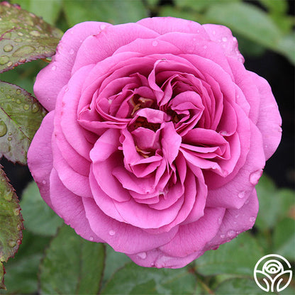  Sunbelt® Plum Perfect