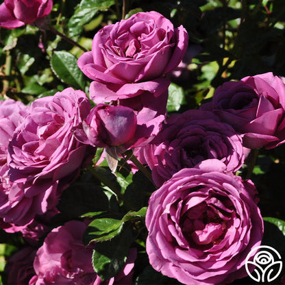  Sunbelt® Plum Perfect
