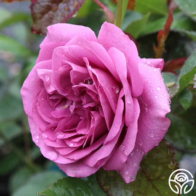 Sunbelt® Plum Perfect