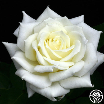  Polar Star®