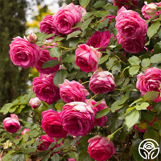  Pretty In Pink Eden Climber®