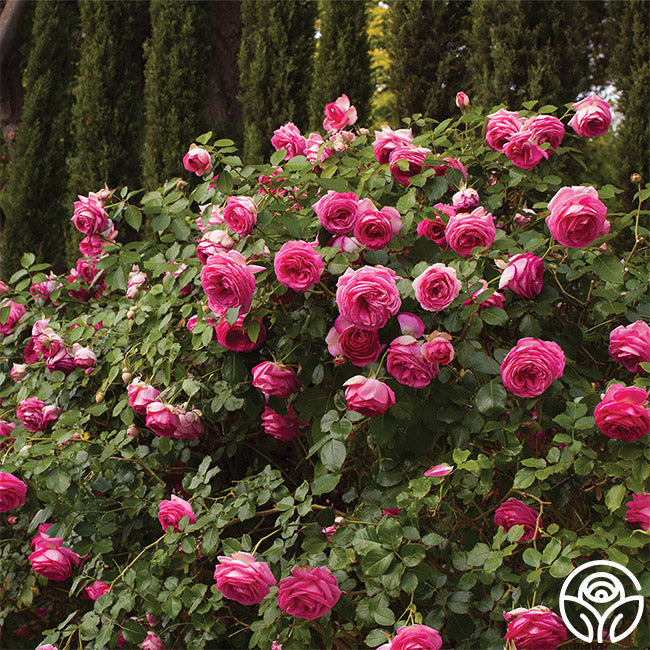  Pretty In Pink Eden Climber®