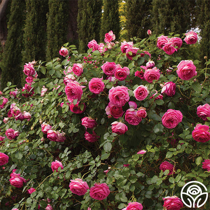  Pretty In Pink Eden Climber®