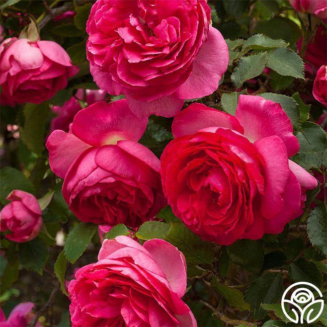  Pretty In Pink Eden Climber®