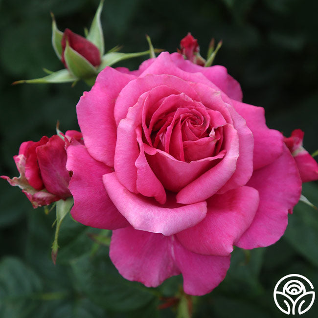  Pretty Lady Rose™