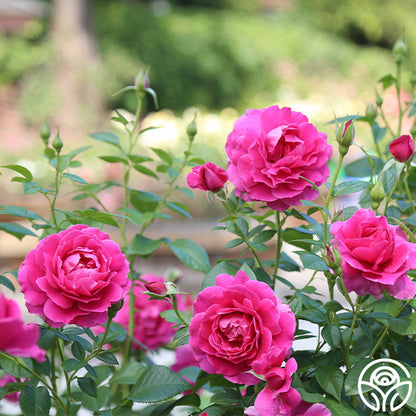  Pretty Lady Rose™