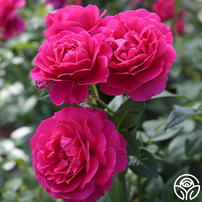  Pretty Lady Rose™