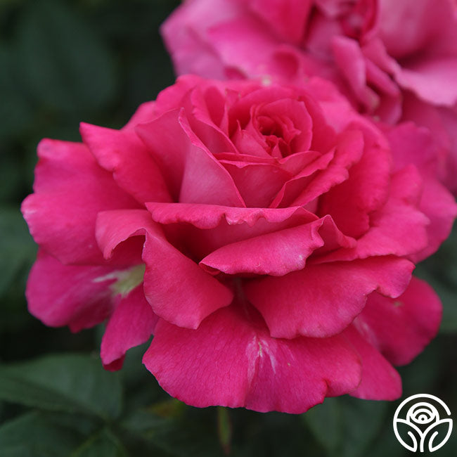  Pretty Lady Rose™