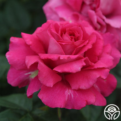  Pretty Lady Rose™