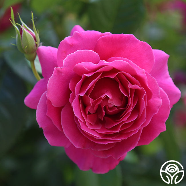  Pretty Lady Rose™