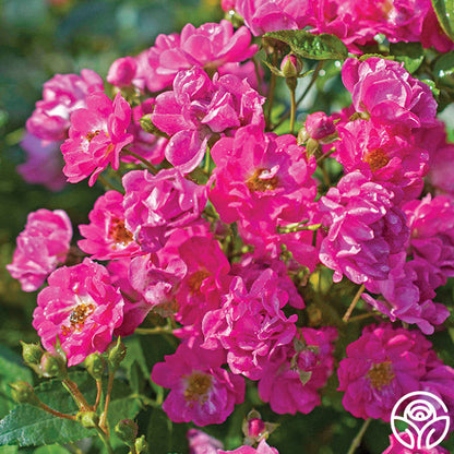  Pretty Polly® Pink