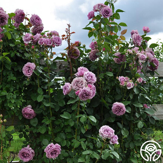  Arborose® Quicksilver