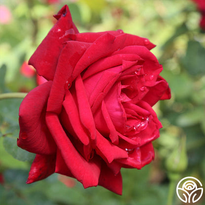  Red Masterpiece®