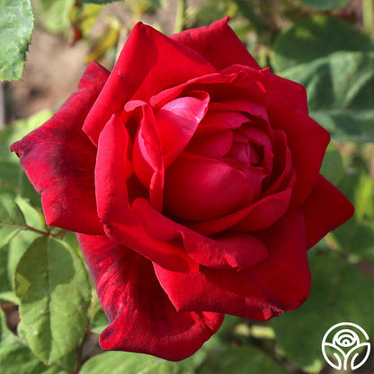  Red Masterpiece®