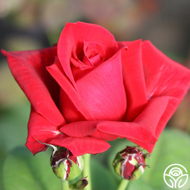  Red Masterpiece®