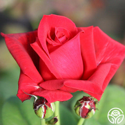  Red Masterpiece®