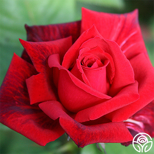  Red Masterpiece®
