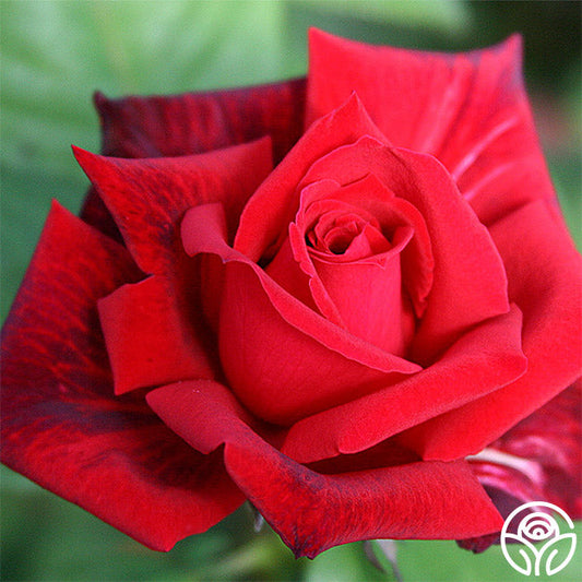  Red Masterpiece®